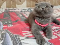 Scottish fold aşkı