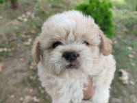 Maltipoo