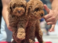 Yasal ruhsatlı çiftlikde ziyarete açık toy poodle