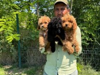 Maltipoo yavrular bir birinden tatlılar