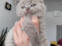 Scottish Fold Lüleburgaz Bilgi İçin Yazabilirsiniz