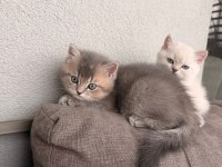 Teslime hazır erkek kardeş kediler