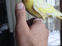 30-40 GÜNLÜK BEBEK LUTİNO KIRMIZI GÖZ SULTAN PAPAĞANI