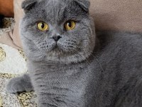 Scottish Fold