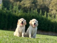 Golden Retriever Yavruları Istanbul     