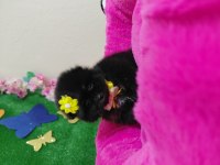 Pomeranian bebişler