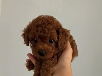 Teacup Toy Poodle