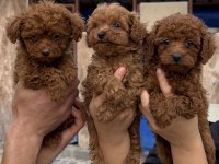 Toy poodle yavrularımız