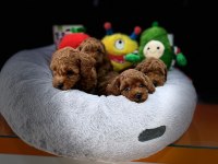 ÜST KALİTE TOY POODLE YAVRULARI