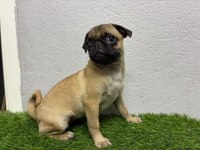 Irk Garantili Pug Yavrum