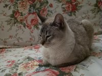 British shorthair ücretsiz sahiplendirme