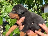 Safkan Doberman Yavruları