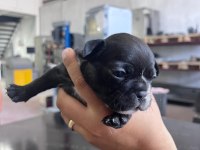 French bulldog köpeğimiz sütten kesildi