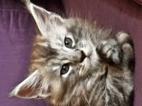 Asil ve güzel maine coon çocuklarımız