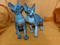 Sphynx home bebek kediler