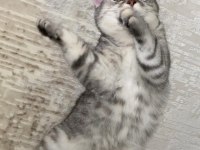 British shorthair 6 aylık erkek