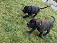 7 aylık şecereli bir dişi ve bir erkek cane corso