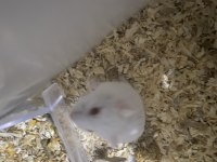 Ücretsiz hamster