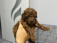 TOY POODLE KÖPEĞİ