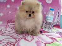 Safkan teacup ayı surat pomeranian boo yavrumuz
