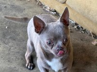 Lilac erkek teacup chihuahua