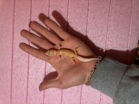 Leopard gecko garantili morph