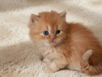 British Longhair Organik Portakal Yavrular