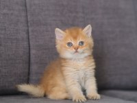 Orijinal Safkan British Shorthair Dişi