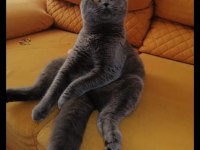 1 yaşında kısırlaştırılmış erkek british shorthair