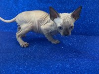 sphynx sfenks tüysüz dişi erkek yavruları
