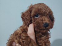 2 aylık erkek dişi poodle yavrular