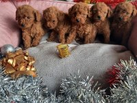 Tatlı Irk Garantili Korekan Poodle Yavrularımız