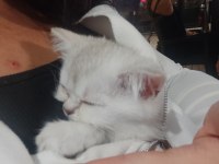 2 AYLIK SAFKAN BRITISH SHORTHAIR