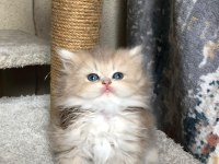 British longhair şecereli bebekler