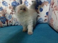 50 günlük british shorthair bebekler