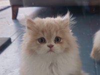 Beyaz ve Gold British Longhair Yavrular