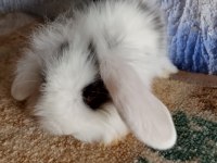 Teddy lop tavşan yavrular mavi gözlü
