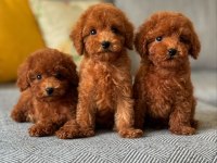 Koyu Renk Toy Poodle Yavruları