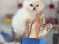 Üst kalite british longhair yavrumuz