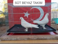 Süt Beyaz Takım Güvercin