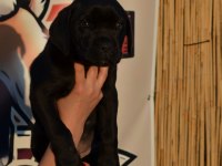 Simsiyah parlak kısa tüylü erkek cane corso yavru