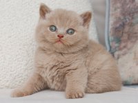 Bebek Surat Lilac British Shorthair