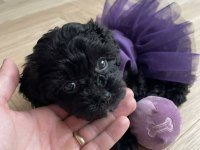 Teacup Morkie Köpeğimiz