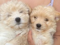 Harika Maltipoo bebekler