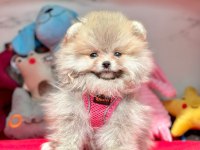 Sevimli Pomeranian Boo Yavrularımız
