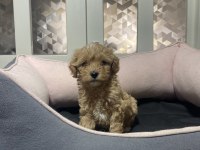 3.5 kg garantili maltipoo yavrular