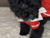 3 aylık kızımız toy poodle