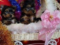 Yorkshire terrier yavrularımız