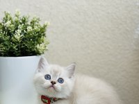British Shorthair Lynx Point Yavrular