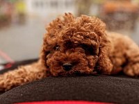 Toy poodle yavrusu